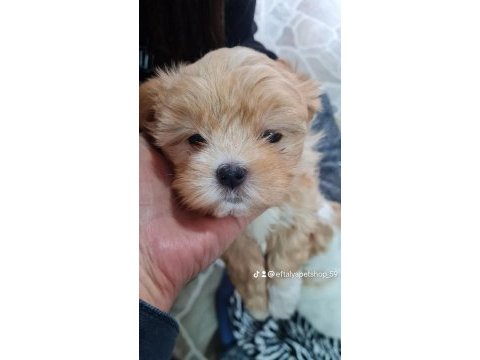 Maltipoo yavrumuz