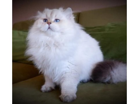 Full şecereli british longhair
