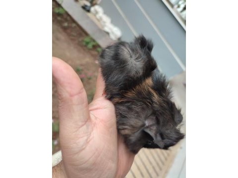 Guinea pig yavrularım