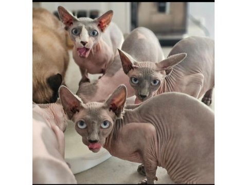 Safkan sphynx dişi ve erkek efsane kediler son 5 adet