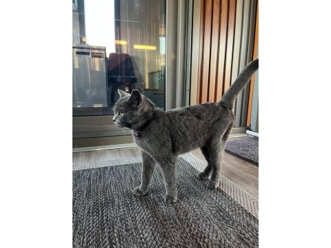 2.5 yaşında british shorthair