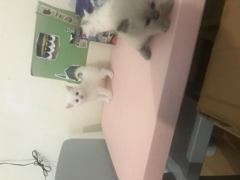 Altı adet yavru kedi bir adet anne kedimiz