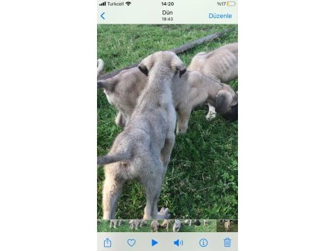 Anadolu çoban köpeği buyuk ırk kangalın iki katı