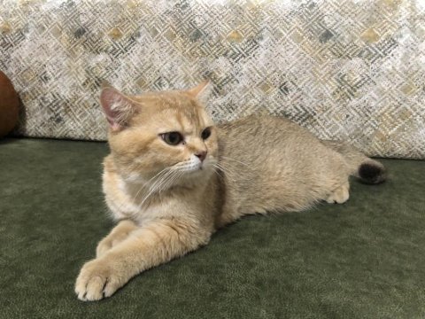 Sevecen ve afacan scottish fold oğlumuz yuva arıyor.
