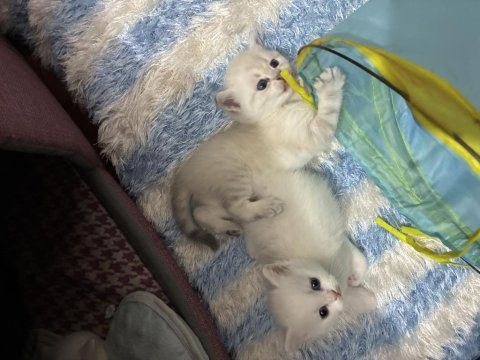 Boncuk bebek kediler