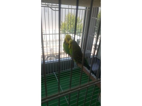 Takım show jumbo muhabbet kuşları