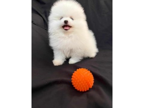 Gülen surat pomeranian
