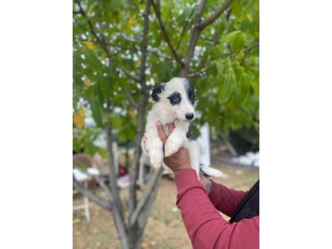 Yasal ruhsatlı çiftlikden border collie yavrular