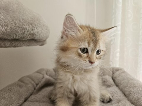 Iki bucuk aylik saf kan british longhair yavrulari