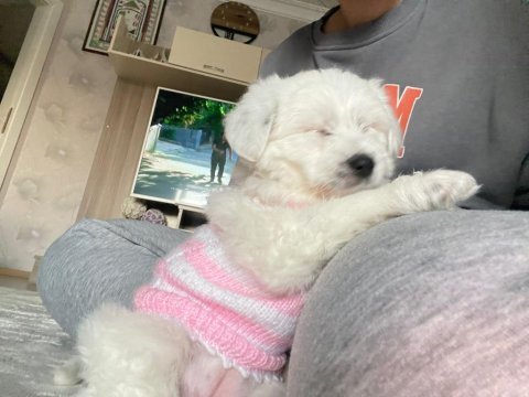 Terrier 2.5 aylık