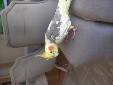 1 yaşında sultan papağanı