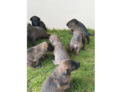 Maskeli blue belçika malinois