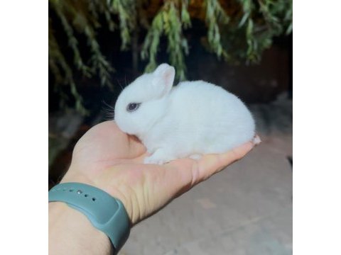 Beyaz ve sürmeli cüce tavşanlar (netherland dwarf)