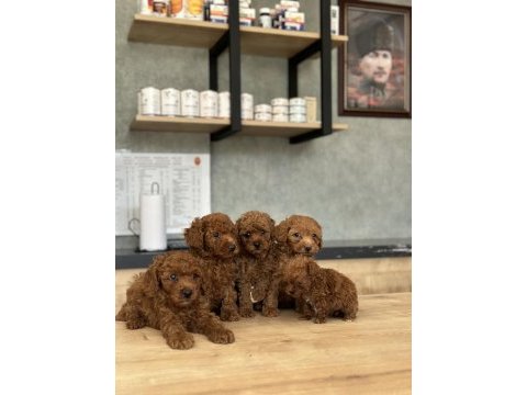 Sevimli toy poodle