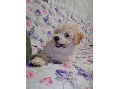 3 aylık erkek terrier sahibinden sahiplendiriyoruz