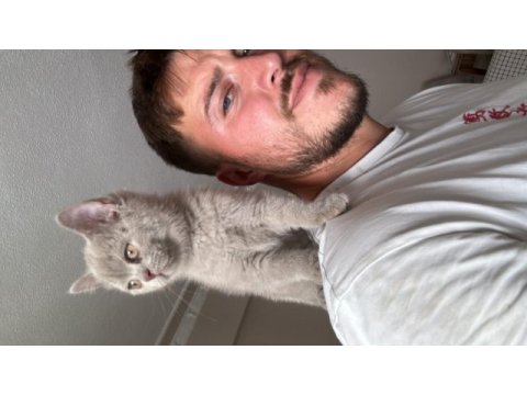 British shorthair yavrular