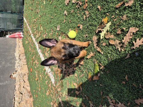 Şampiyon kan hattından geleceğin çalışma köpekleri