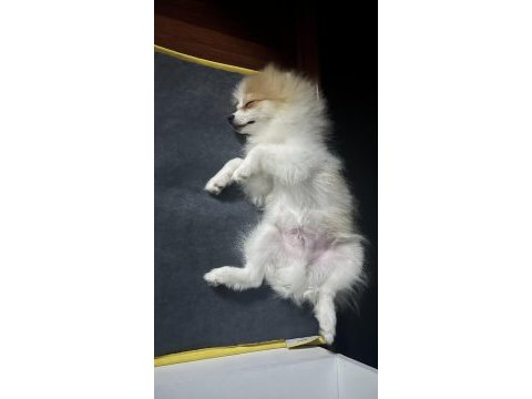 6 aylık aşı ve eğitimleri tam pomeranian boo erkek