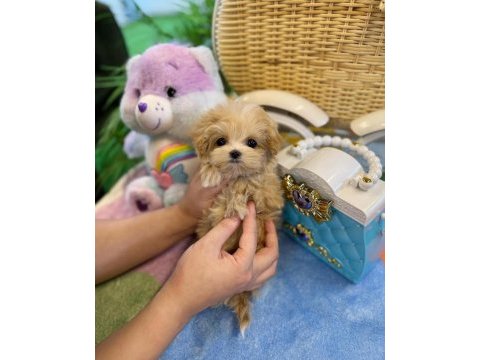 Ruhsatlı çiftliğimizden anne altı maltipoo