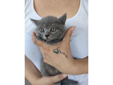 2 aylık 4 kardeş yavrum british shorthair