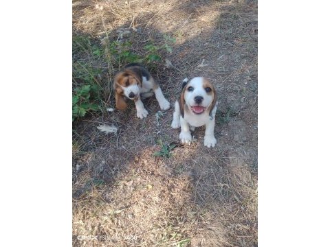Beagle yavrular