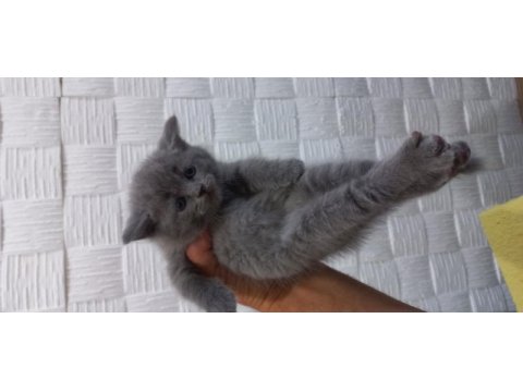 Yavru 2 aylığa yakın mama yiyorlar tuvalet