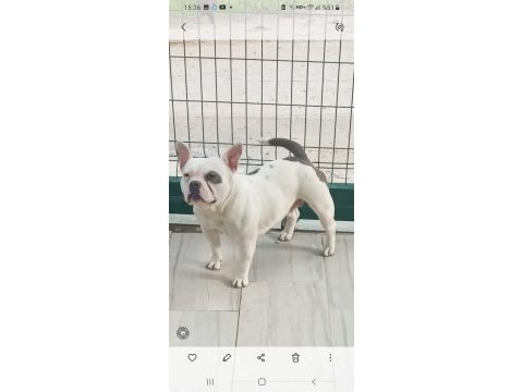 18 aylık dişi egzotik bully french bulldog şecereli