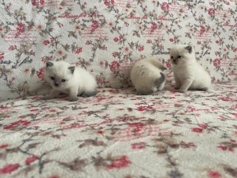 British shorthair yavrularım yuvalarını bekliyor