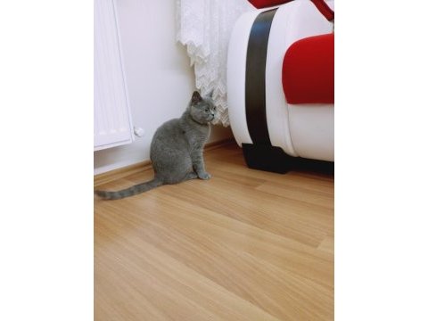 5 aylık safkan dişi british shorthair