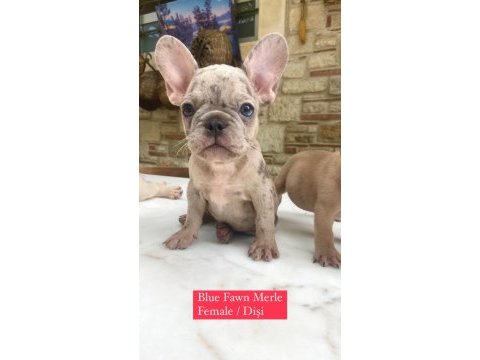 Renkli gözlü ırk garantili french bulldog yavrularım