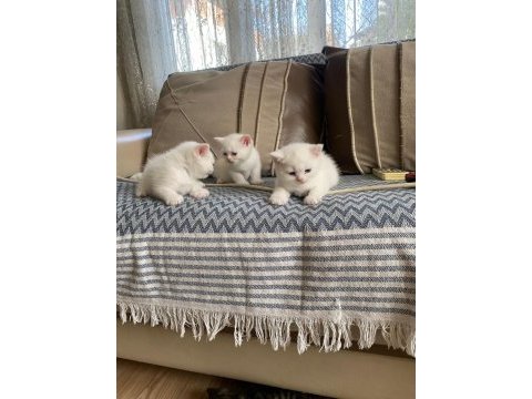 İki adet british shorthair 2 aylık yavru