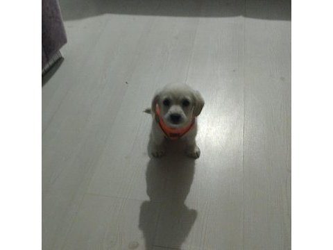 Maltese terrier