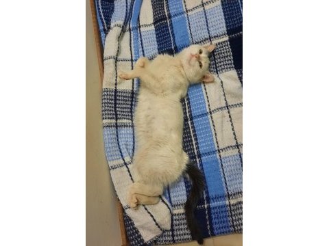 4 aylık dişi sevecen kedimiz yuva arıyor