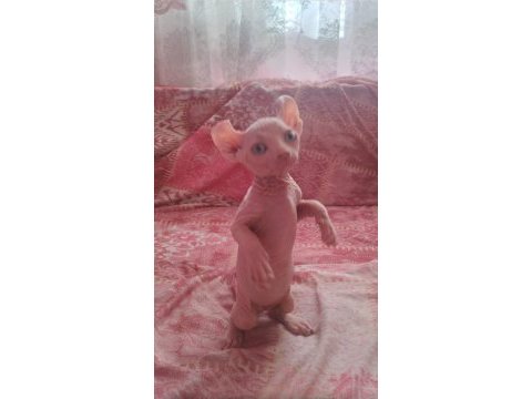 Erkek sfenks elf yavru