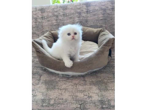 Beyaz scottish fold yavrular