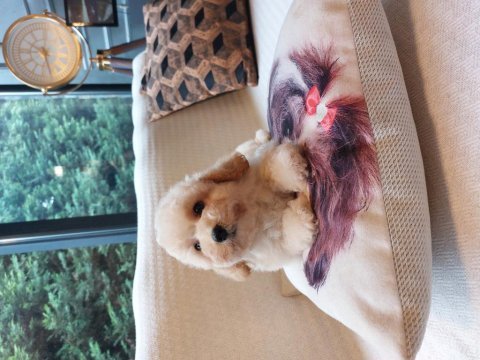 Büyümeyen maltipoo yavrulari 