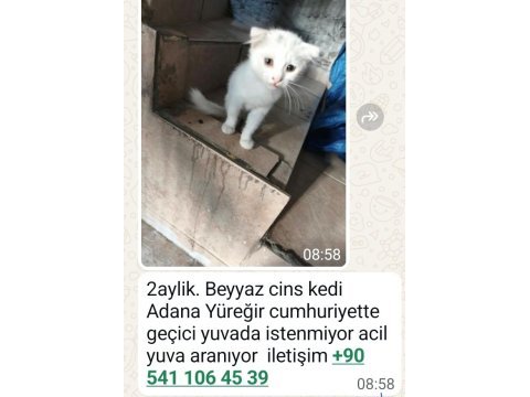 Çok akıllı uysal beyaz kedimiz