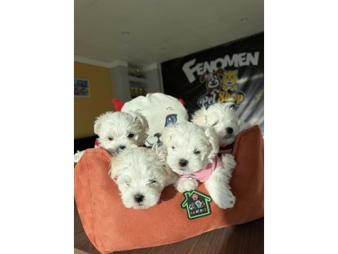 Maltese yavrular maltipo ve toy poodle yavrular ankara