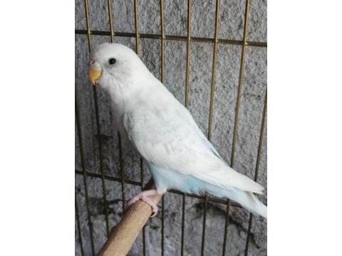 Yavru muhabbet kuşu