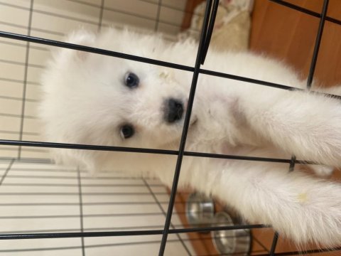 60 günlük samoyed