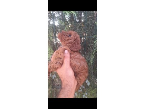 Muhteşem toy poodle yavrularımız istanbul