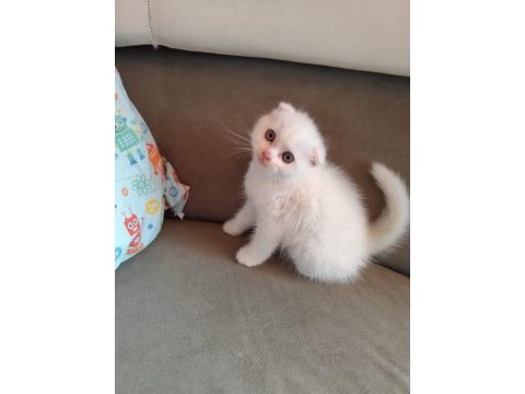 Uygun şartlarda scottish fold kedilerimiz