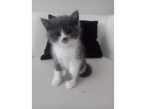 British longhair ve exotic shorthair