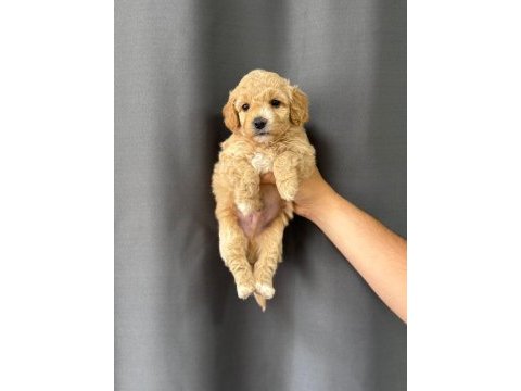 2 aylık yavru maltipoo