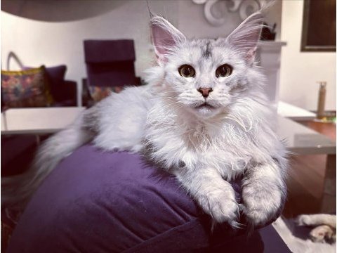Safkan maine coon - tecrübeli ömürlük aileler aranıyor