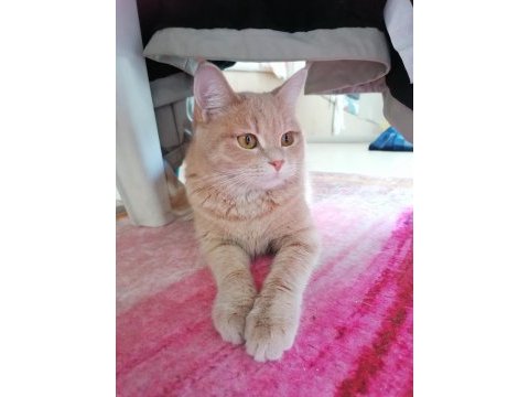 Yetişkin british shorthair