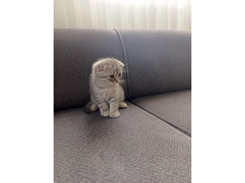 50 günlük scottish fold yavrular