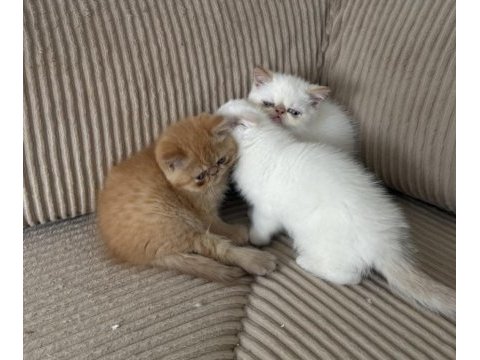 Exotic shorthair cinsi safkan kedimiz