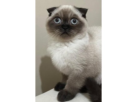 Safkan scottish fold anne ve british shorthair babadan yavru