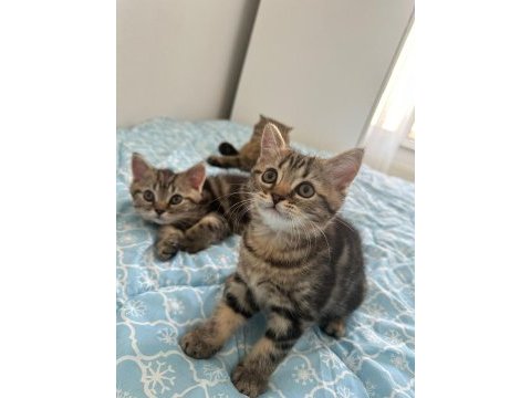 2.5 aylık dişi british longhair